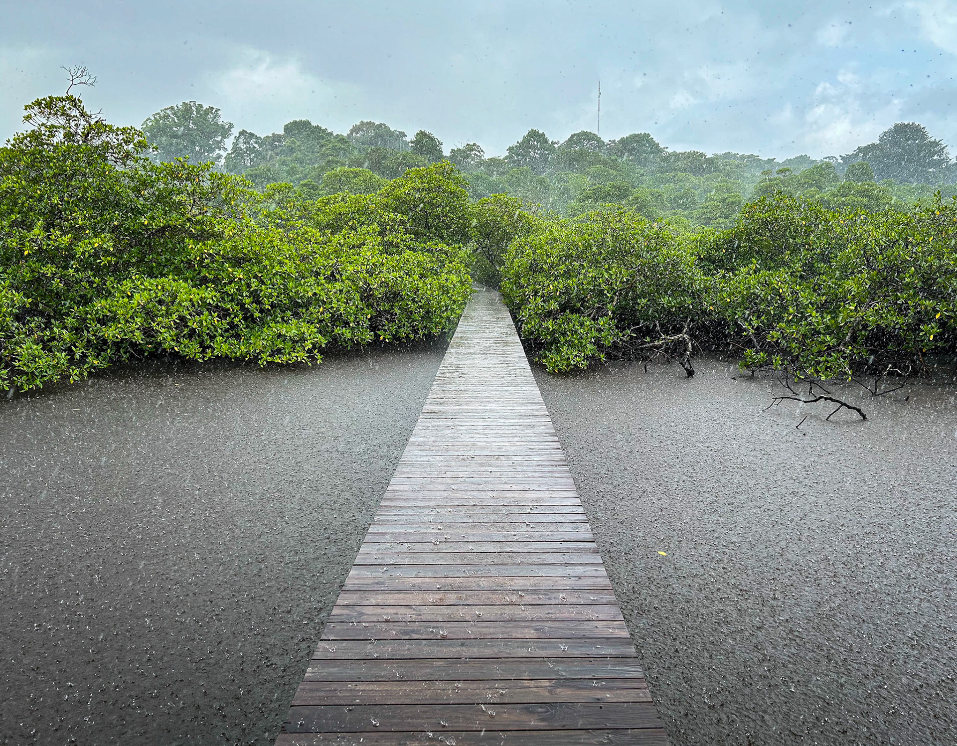 From the dock into the mangroves (and the Lodge).