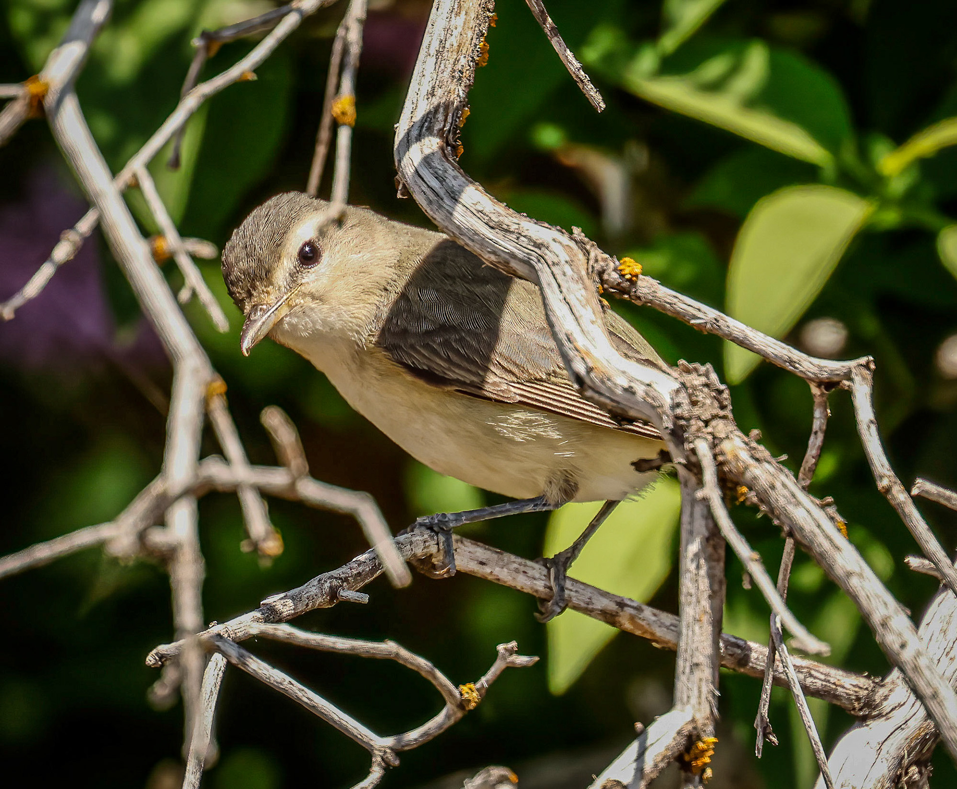 Warbling Vireo