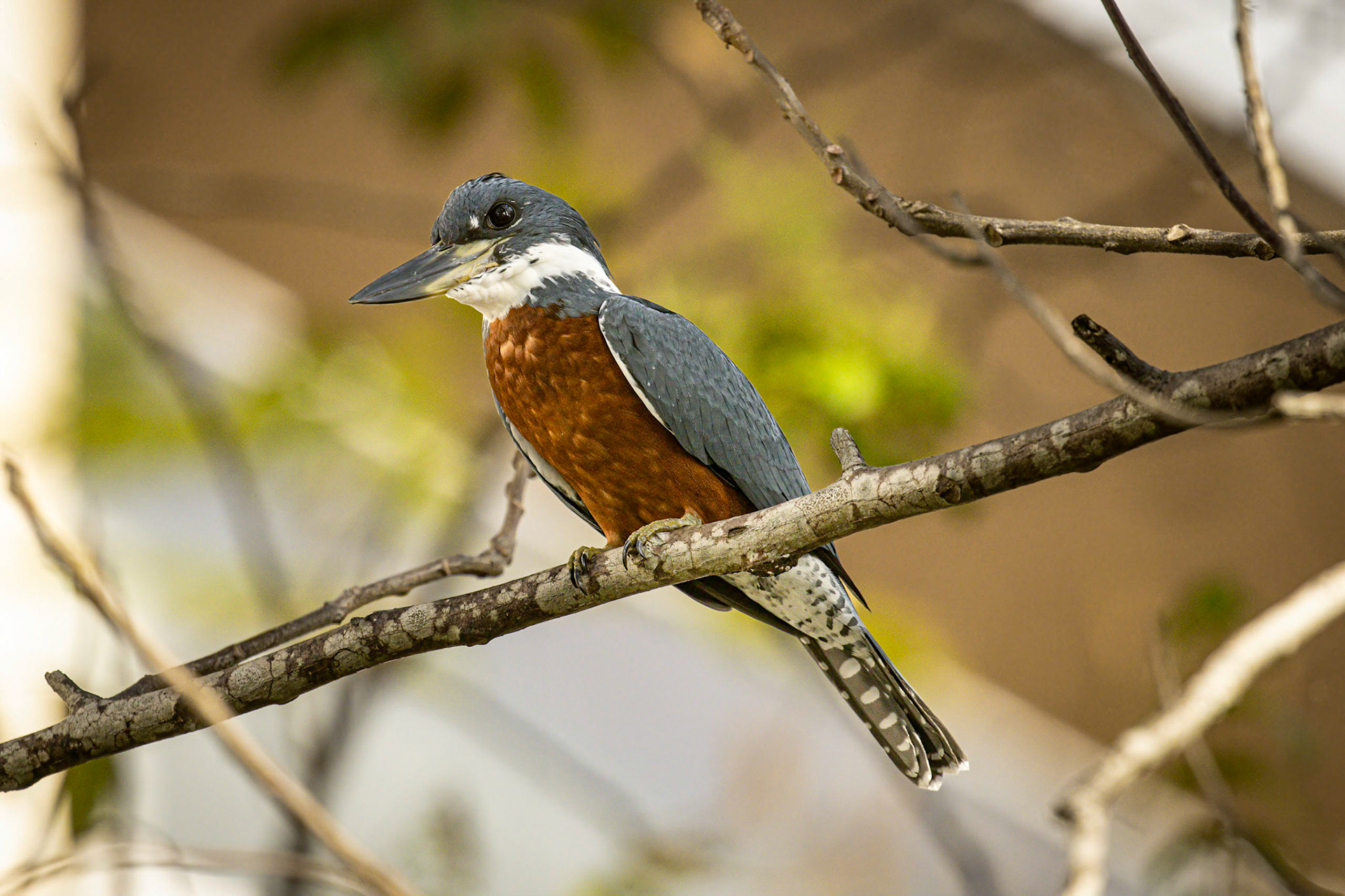 Ringed Kingfisher