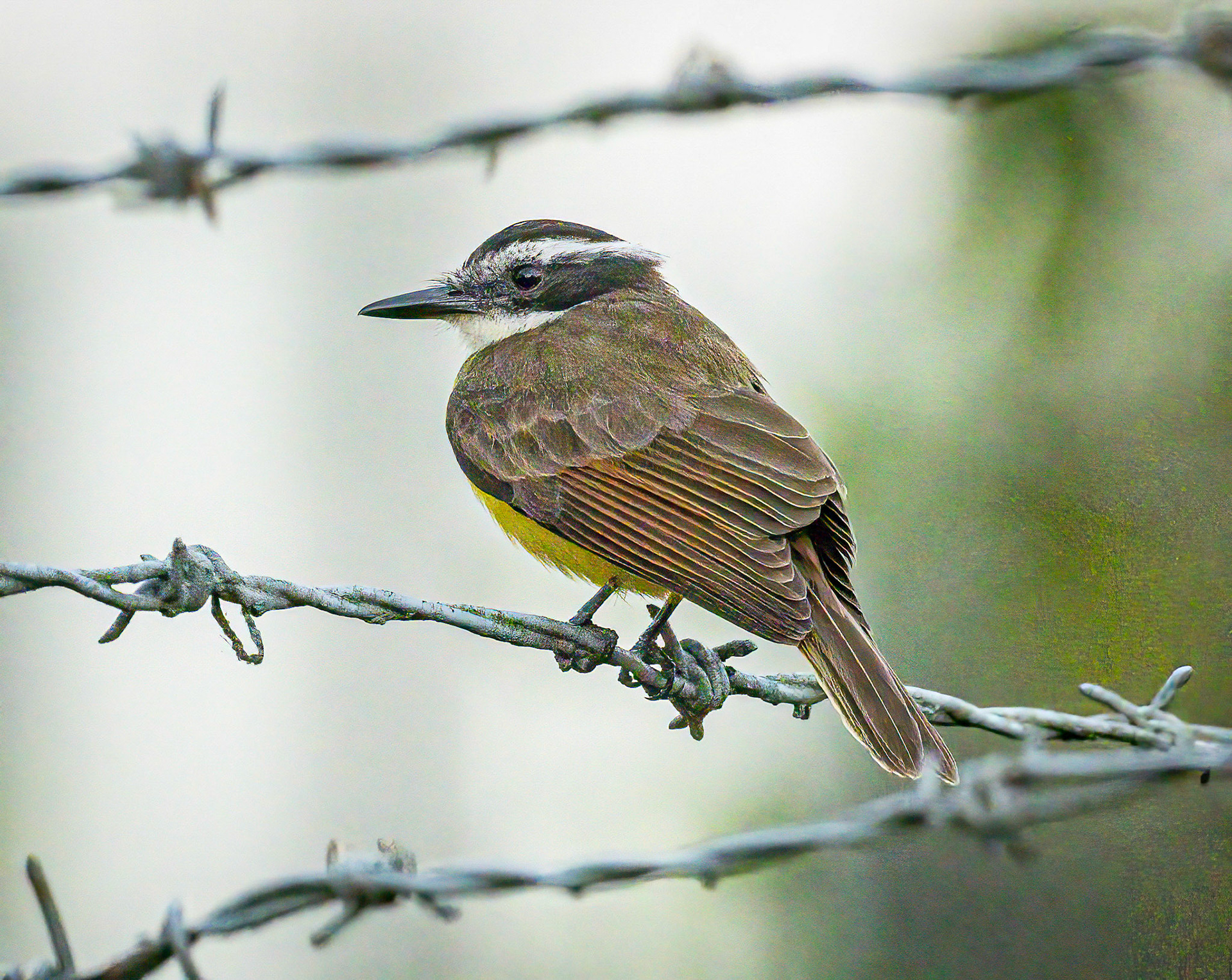 Lesser Kiskadee