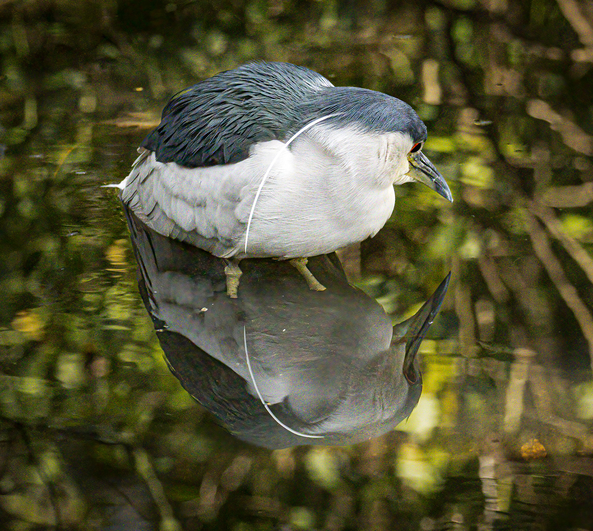 Black-crowned Night Heron