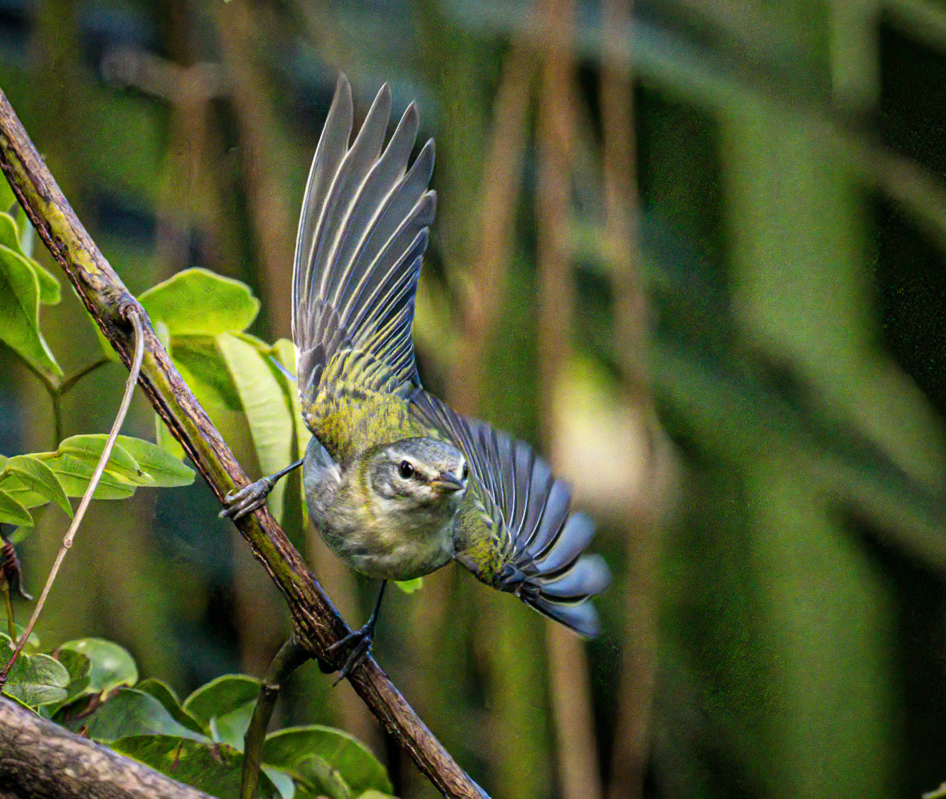 Chestnut-sided Warbler