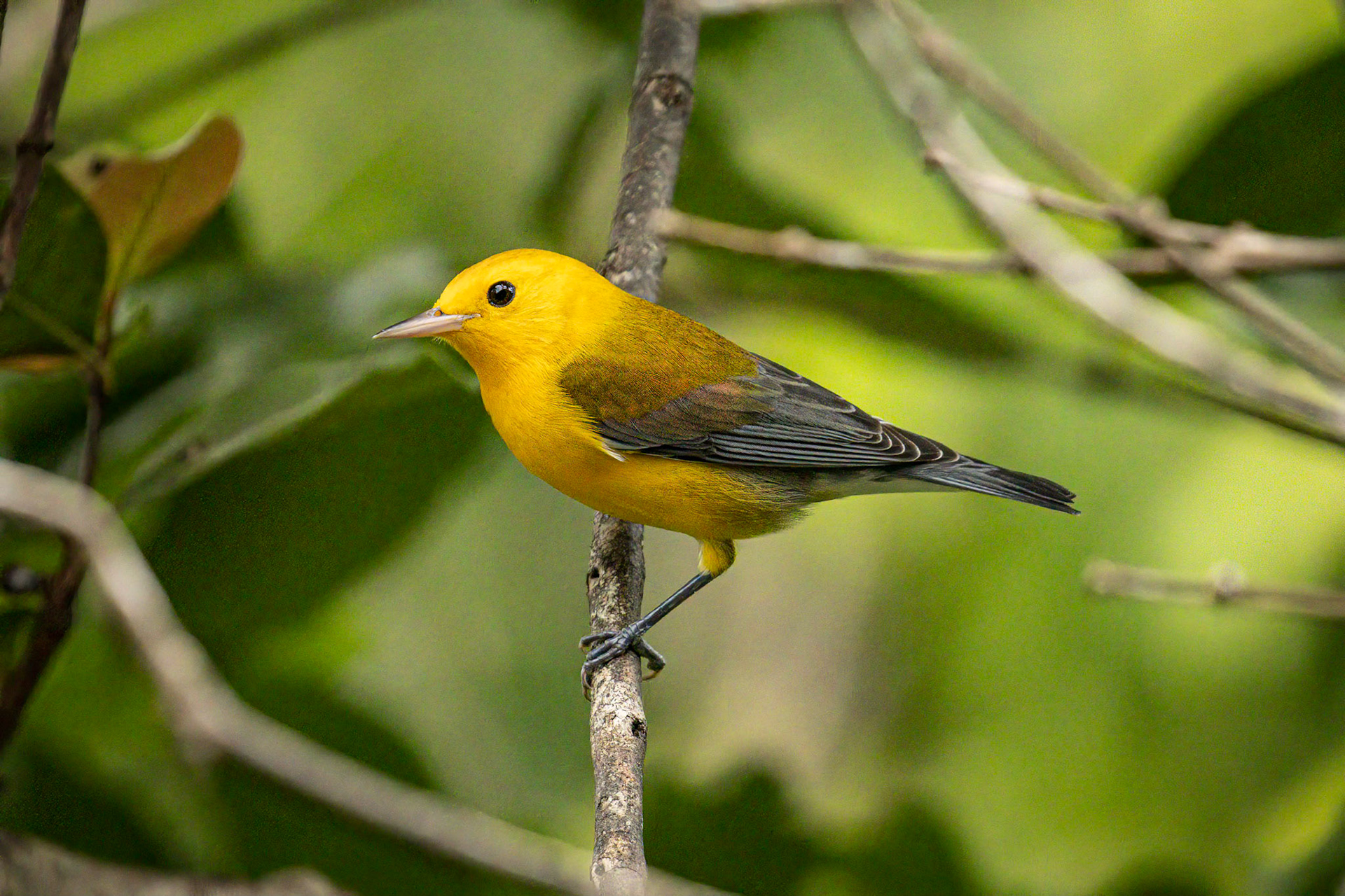 Prothonotory Warbler