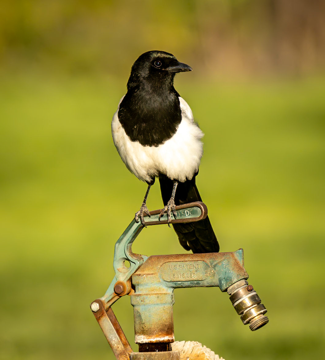 Black-billed Magpie