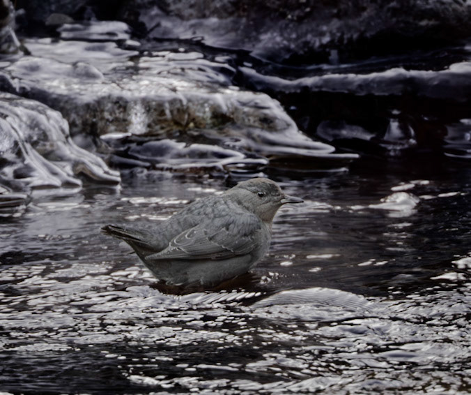American Dipper