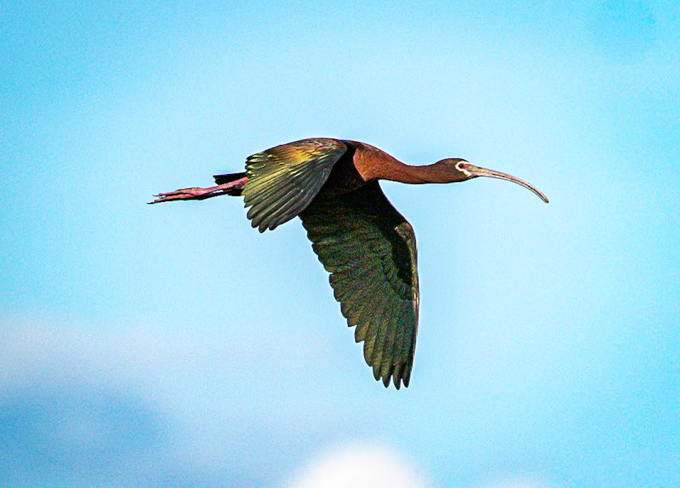 White-faced Ibis