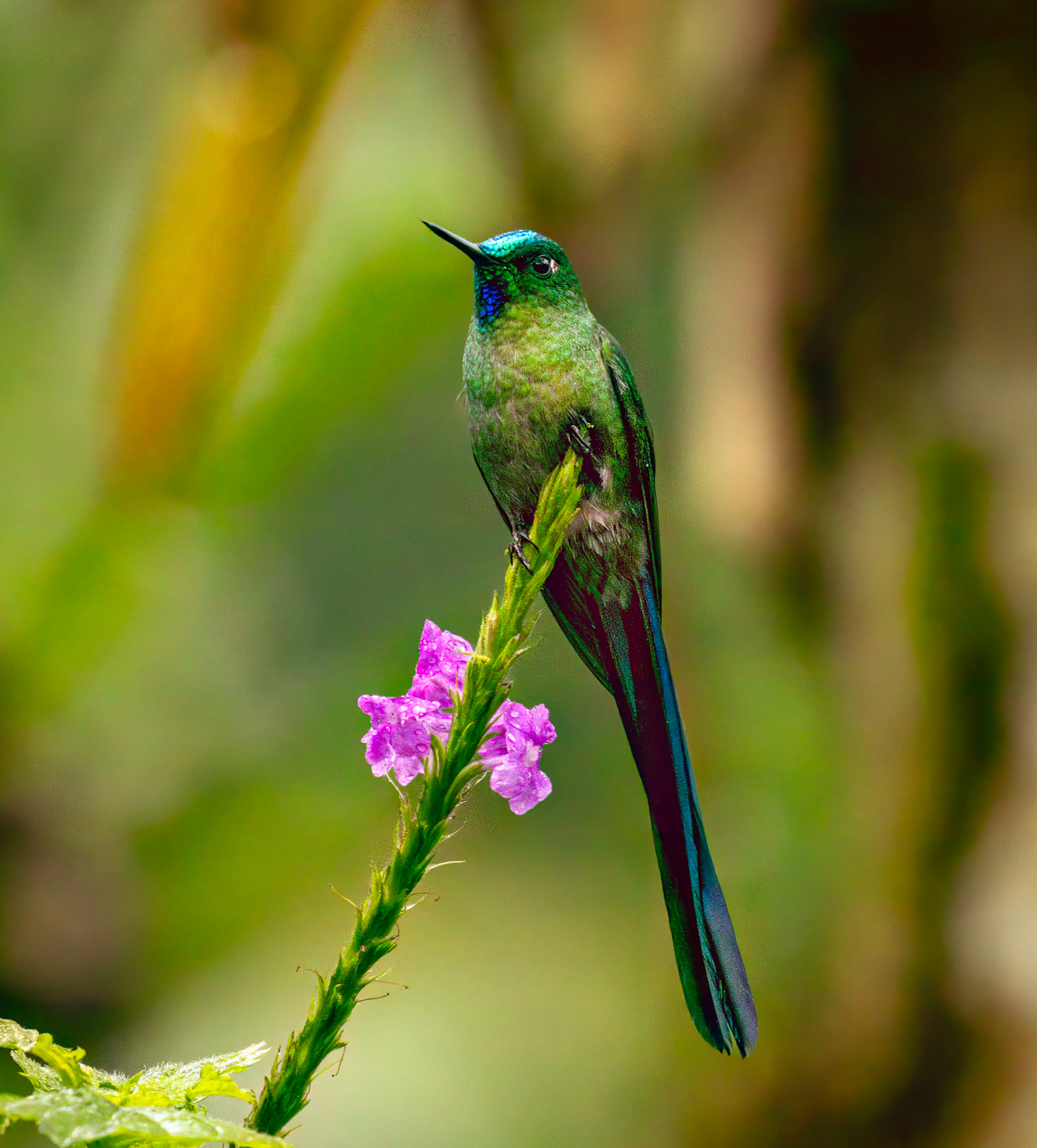 Long-tailed Sylph (Eastern)