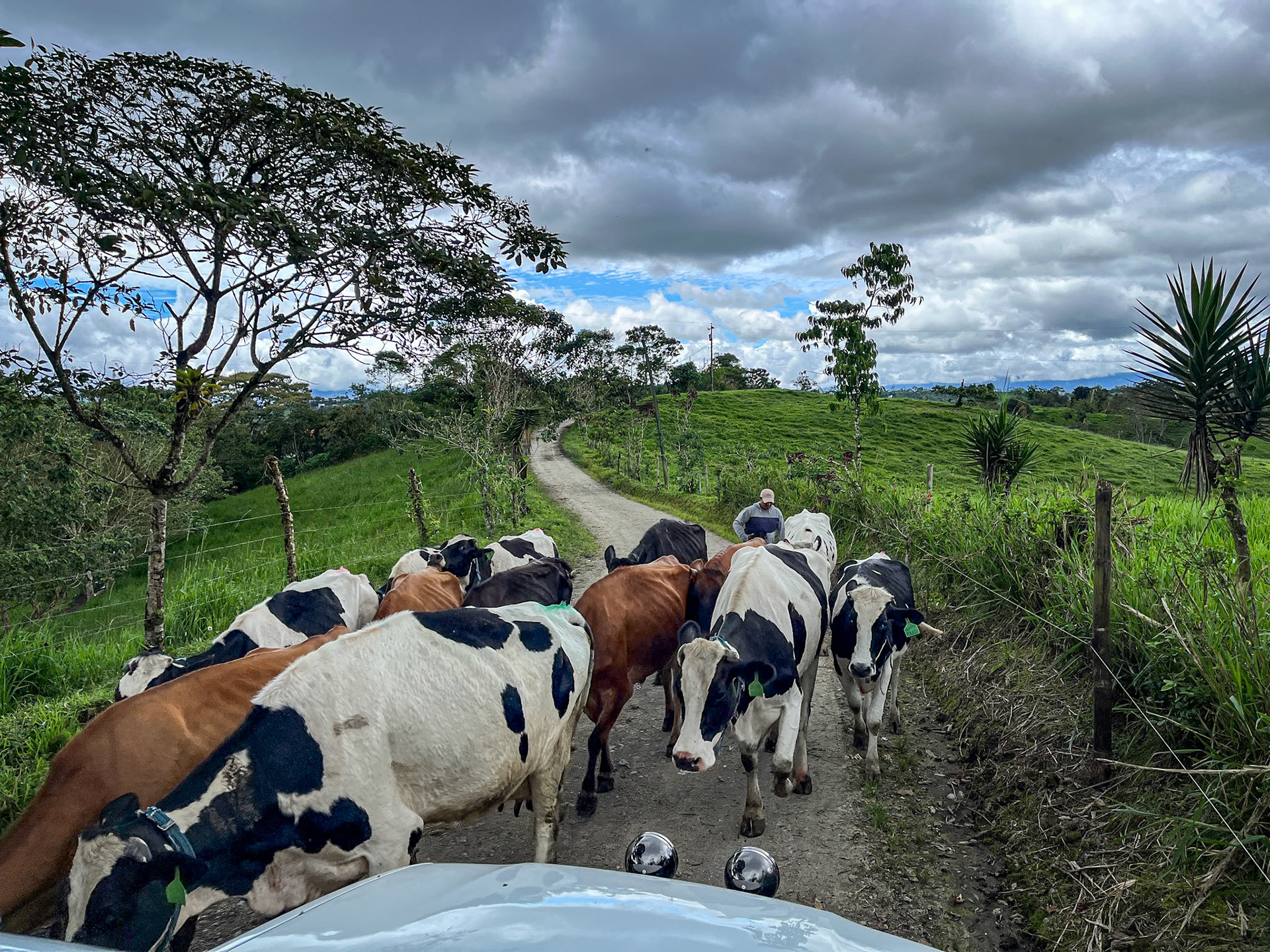 Swithcing Pastures - right-of-way to the cattle.