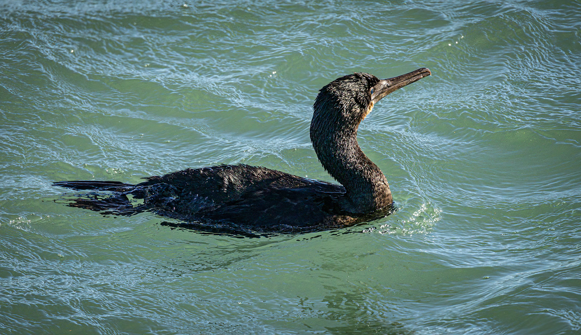 Brandt's Cormorant
