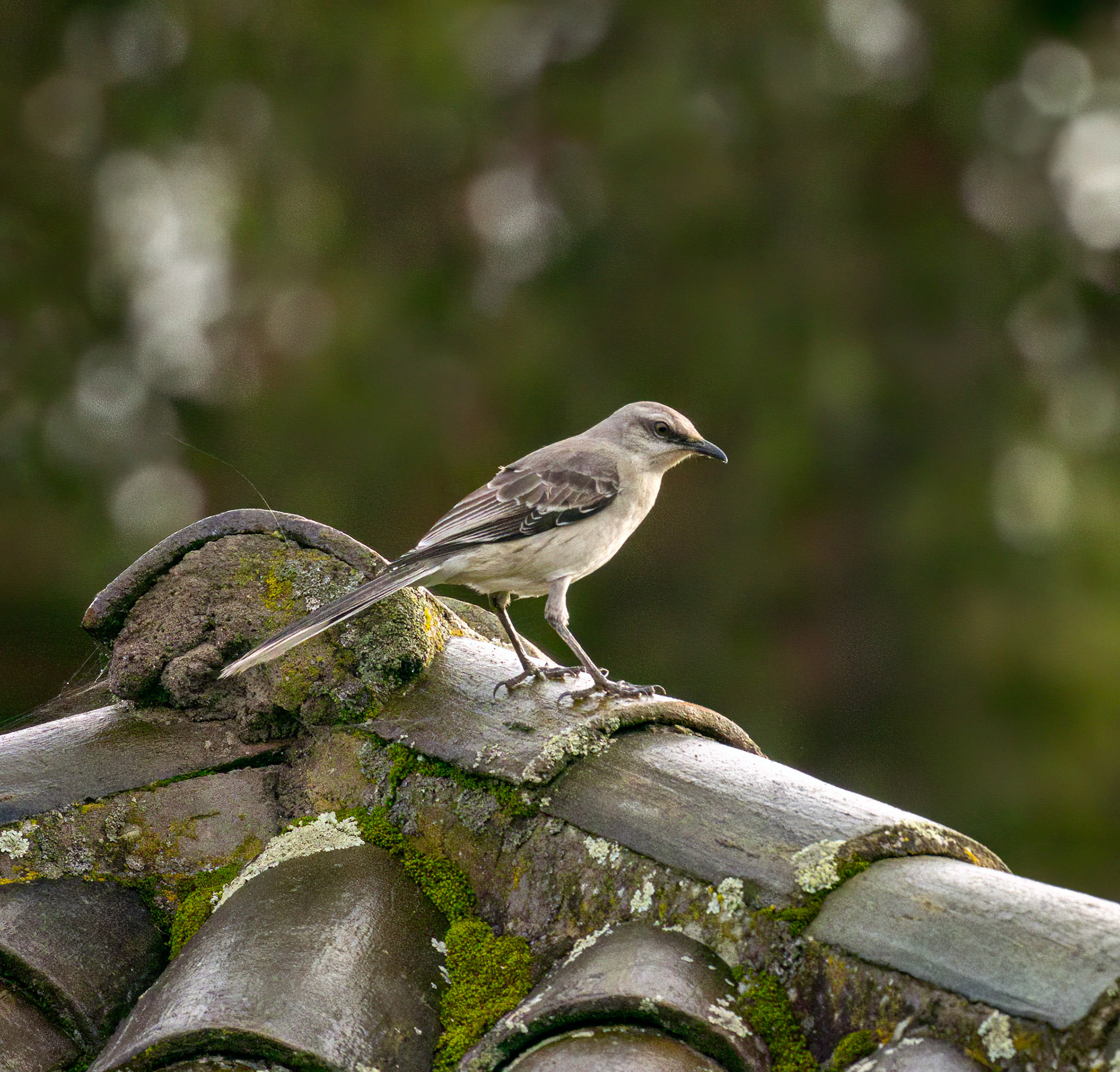 Tropical Mockingbird