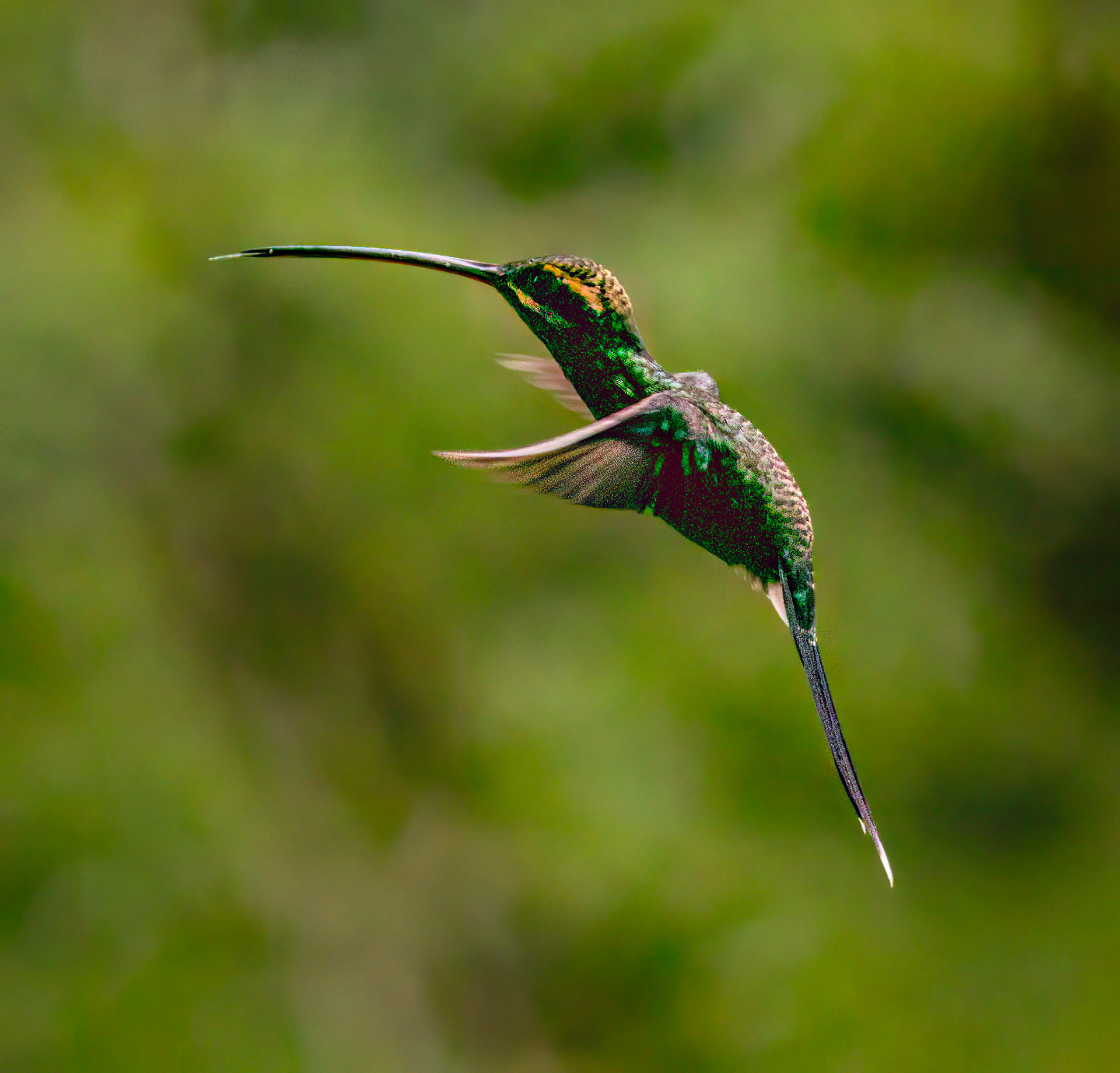 White-whiskered Hermit
