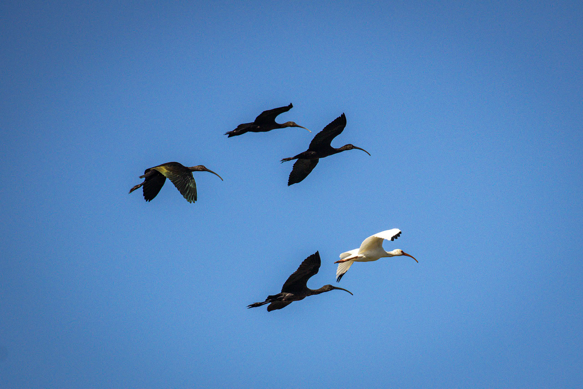 White-faced Ibis, White Ibis