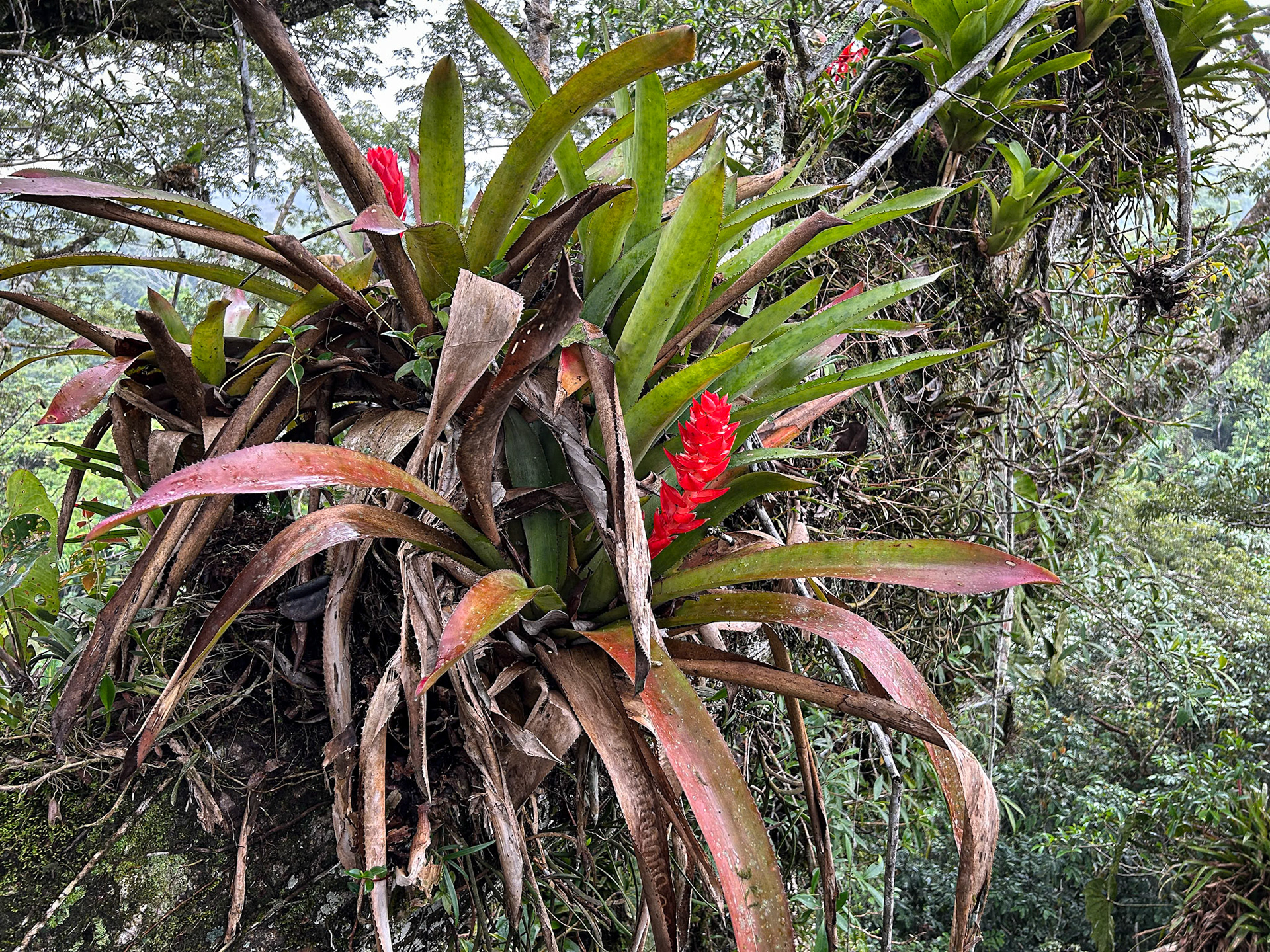 Sani Lodge Tower in Kapok Tree