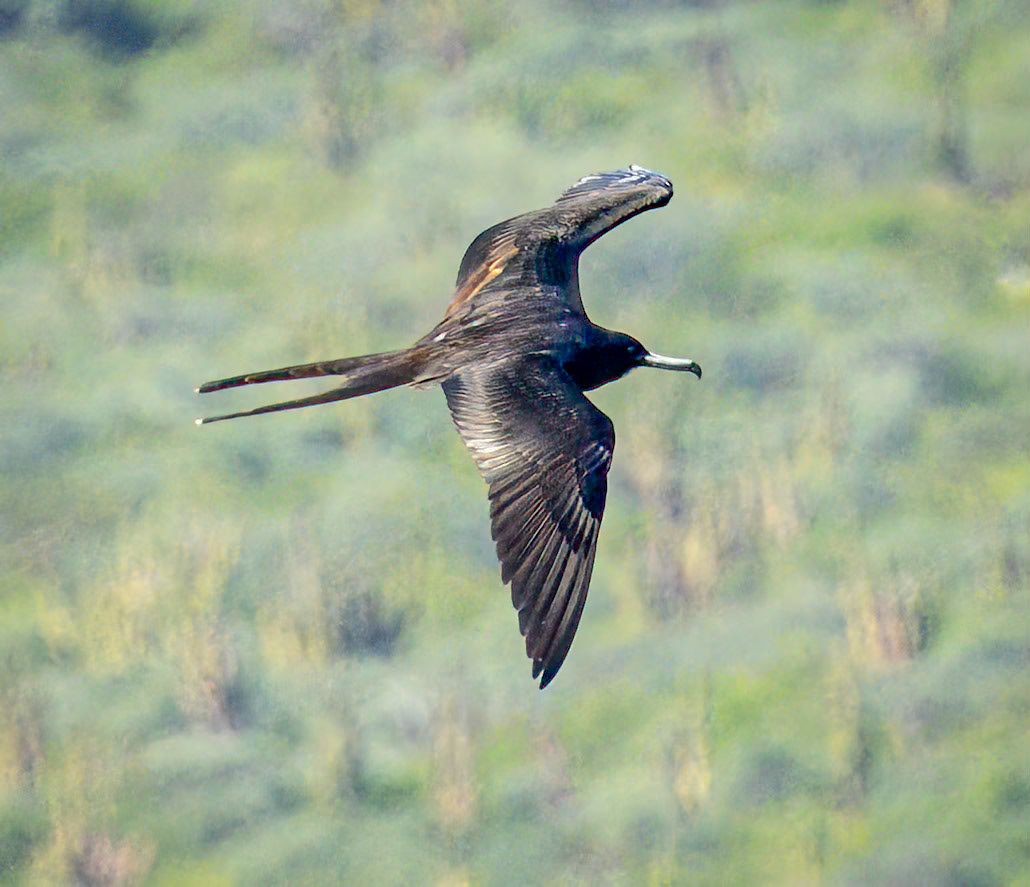 Magnificant Frigatebird