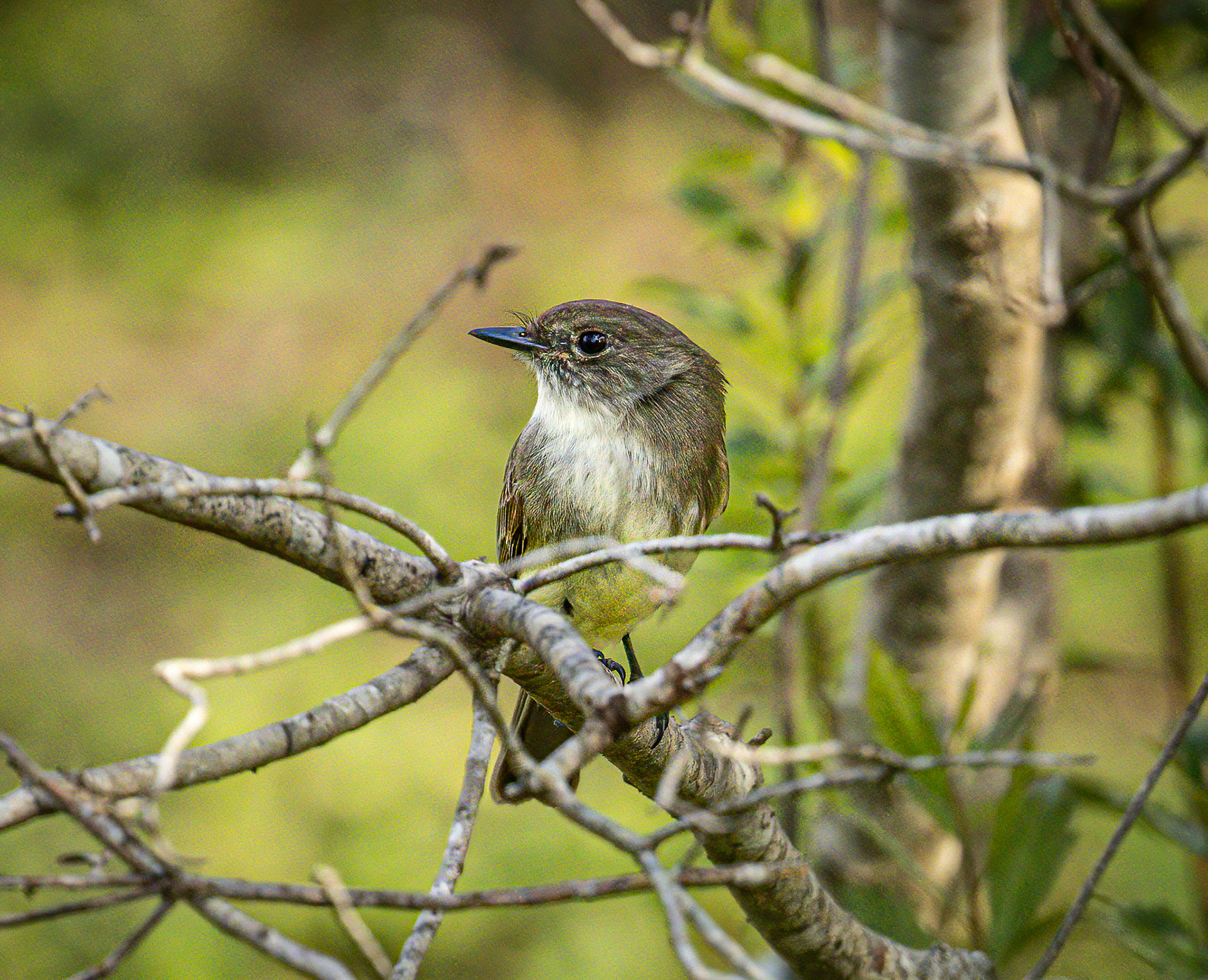 Eastern Phoebe
