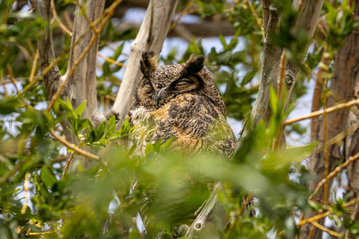 Great Horned Owl