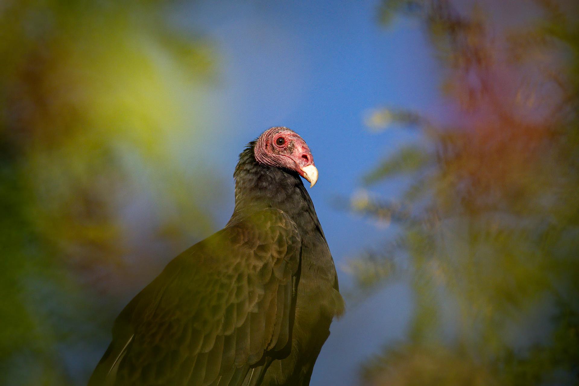Turkey Vulture