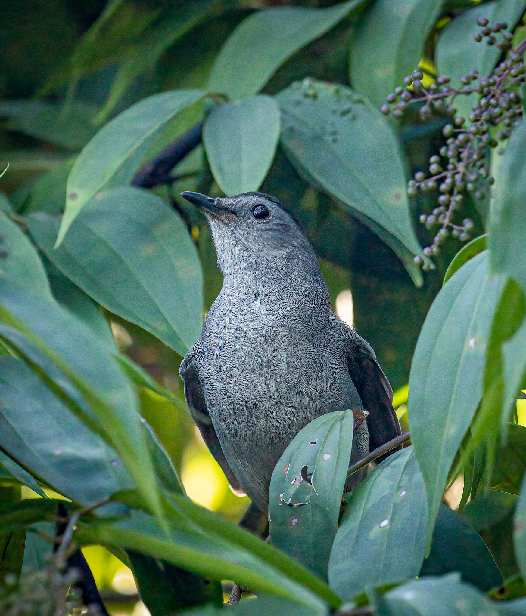 Gray Catbird