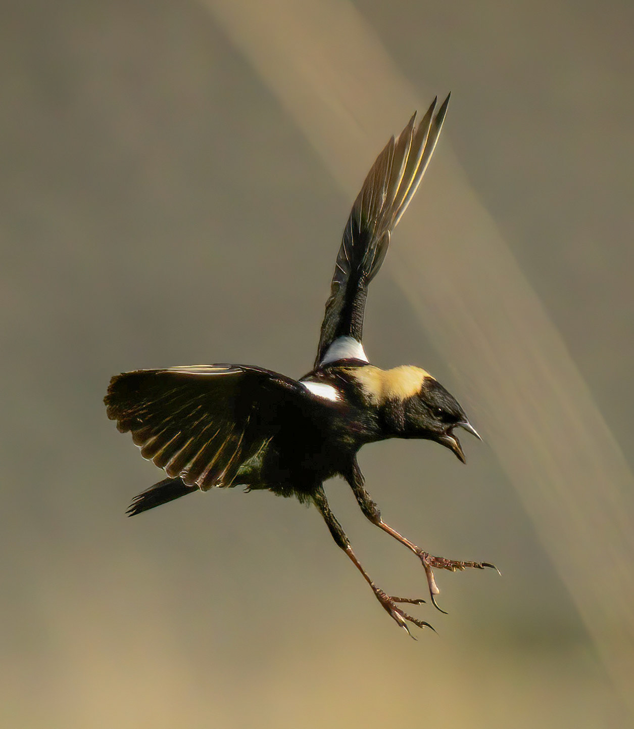 Bobolink