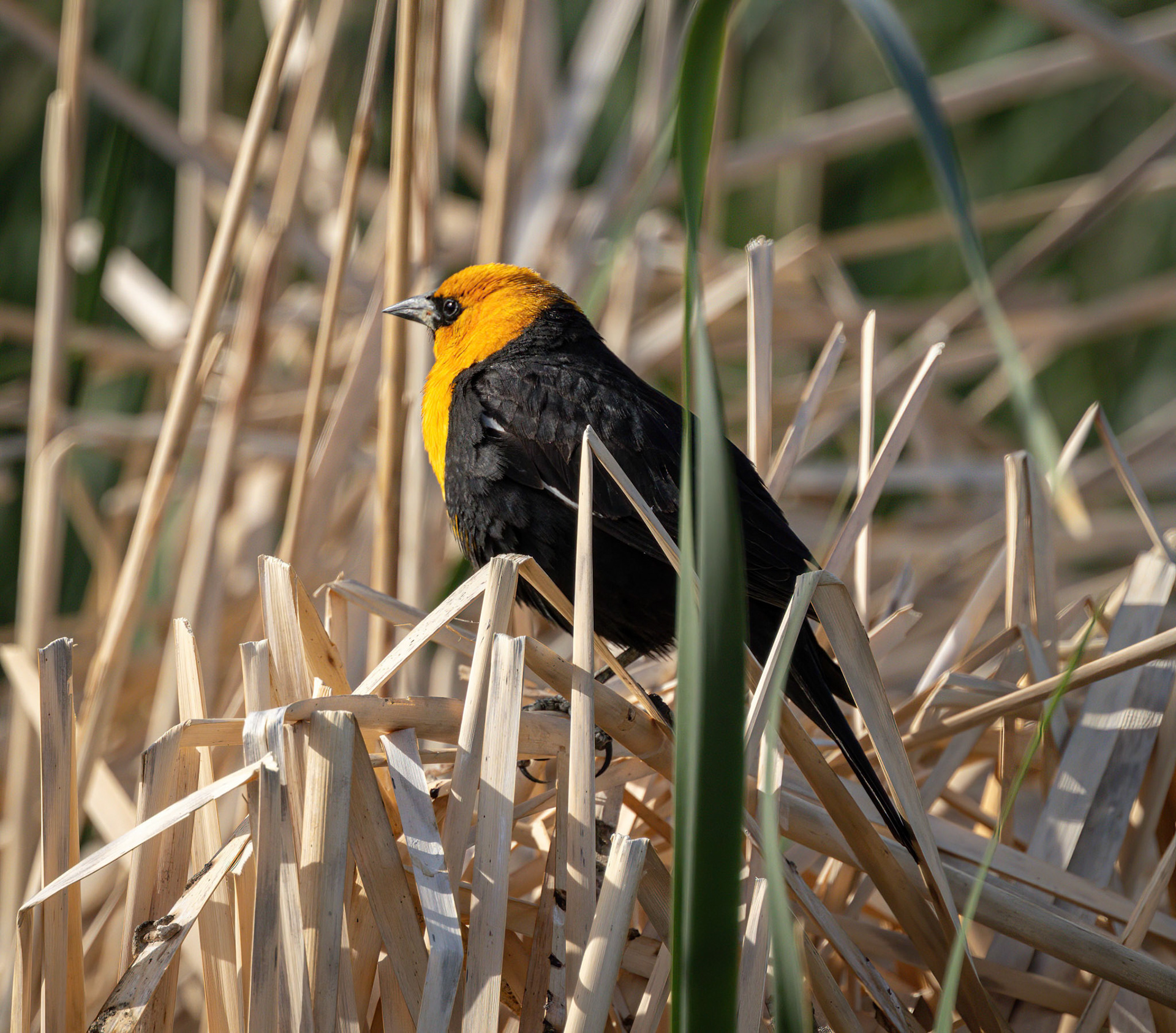 Yellow-headed Blackbird