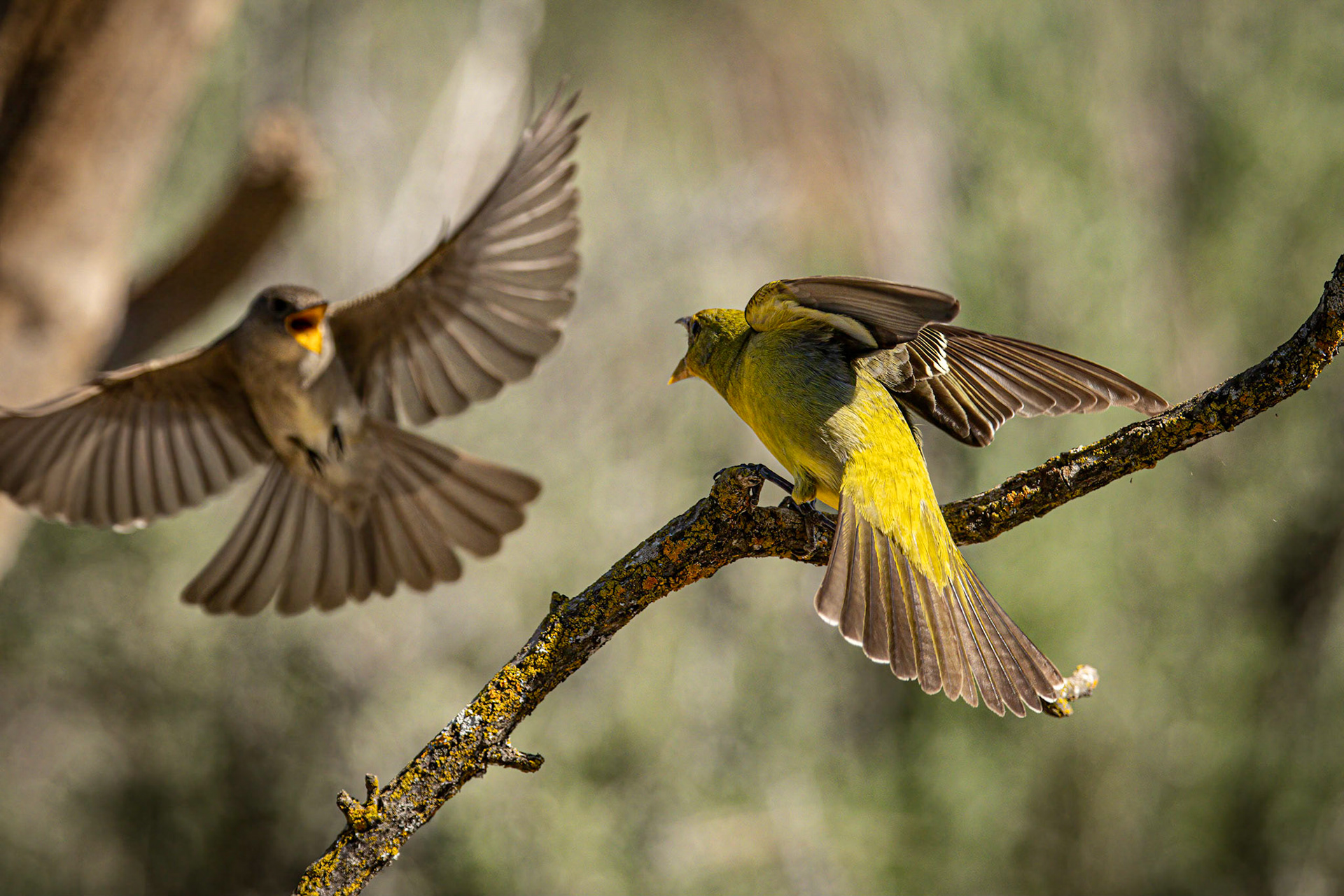 Western Tanager in a faceoff.