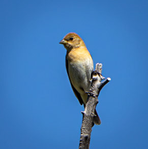 Lazuli Bunting