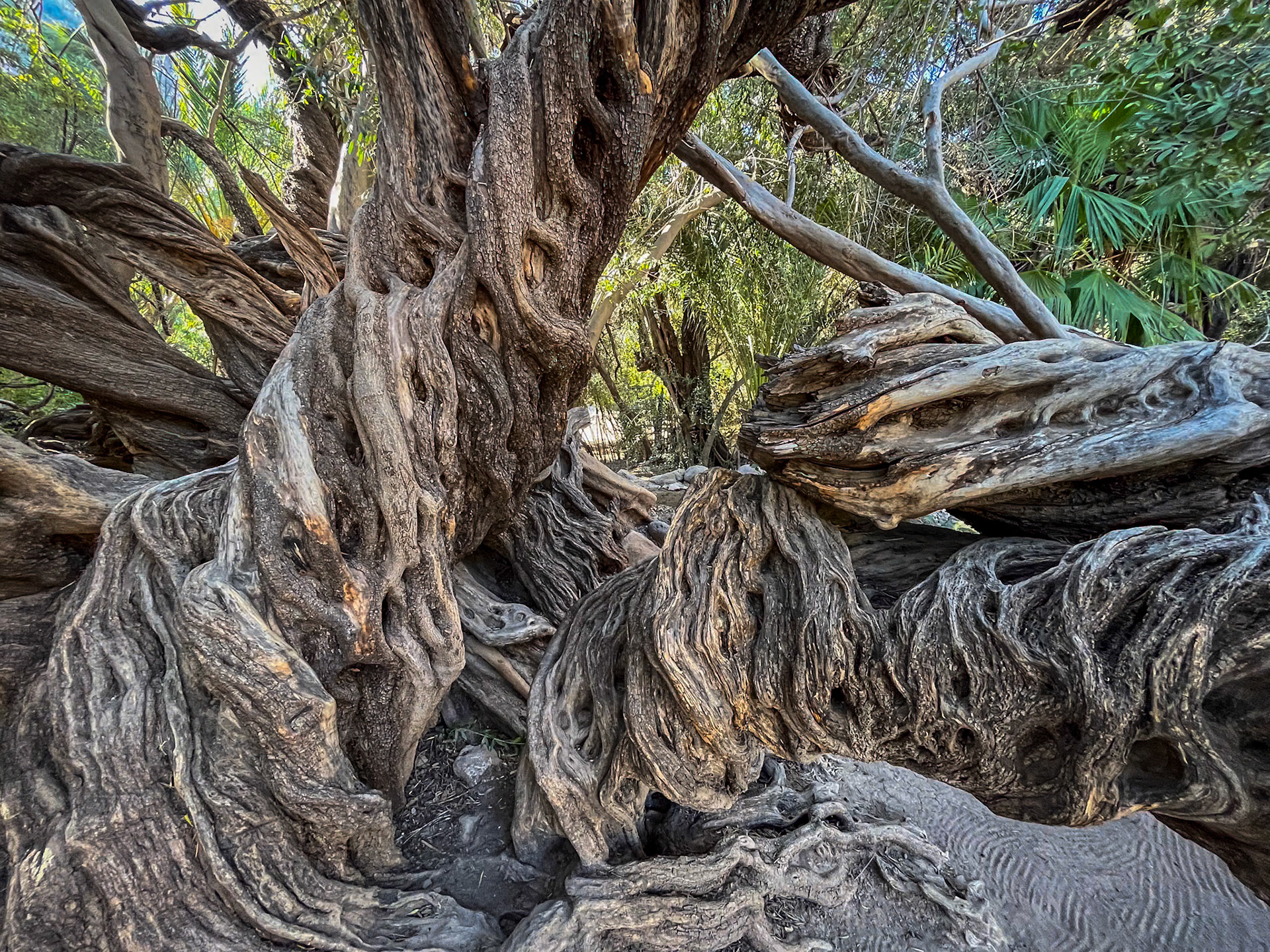300-year-old Olive Tree