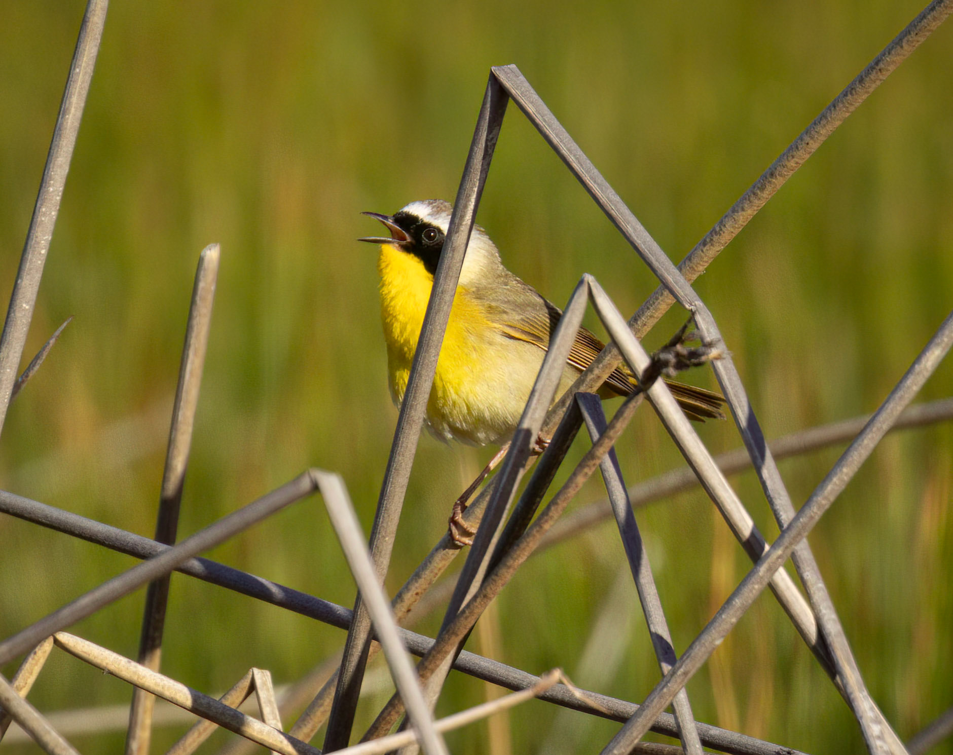 Common Yellowthroat: Summer Lake Wildlife Area