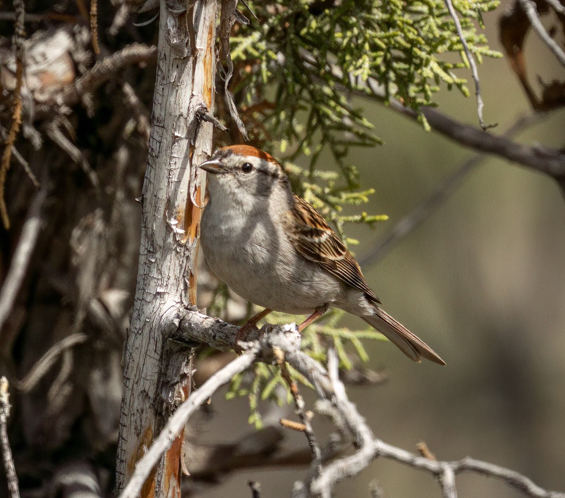 Chipping Sparrow