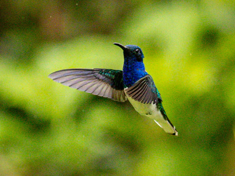 White-necked Jacobin