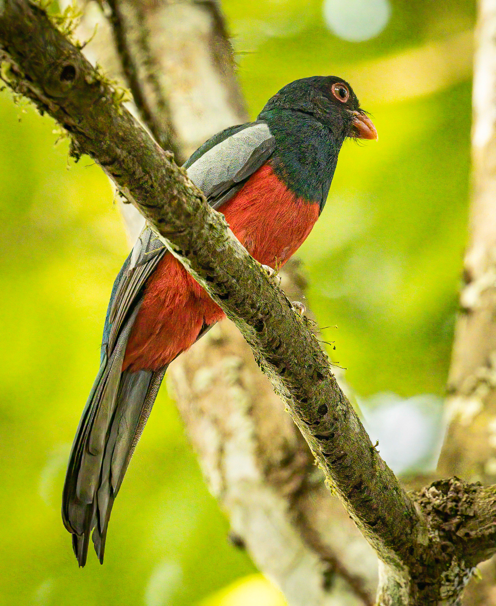Slaty-tailed Trogon