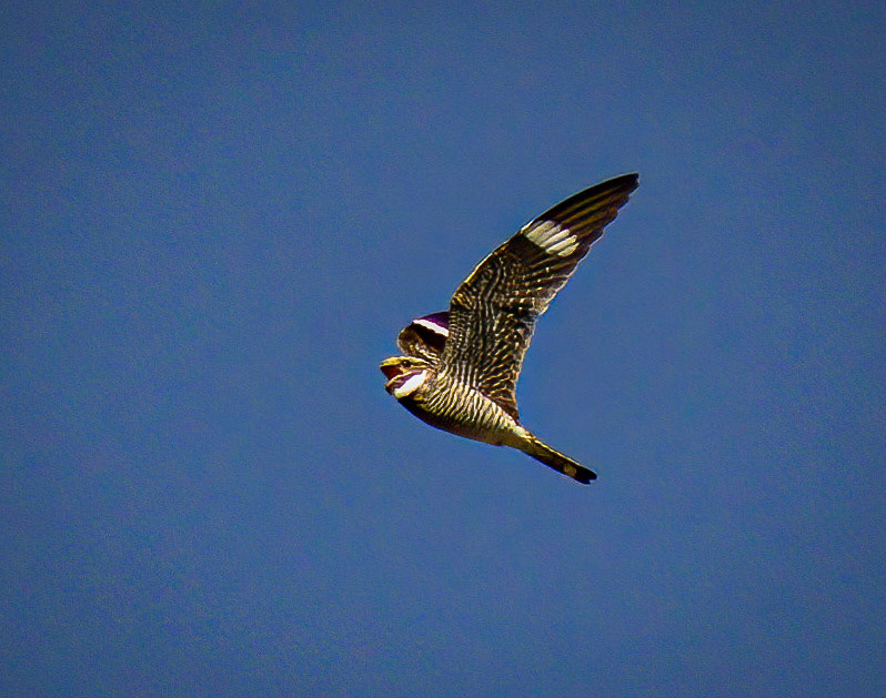 Common Nighthawk