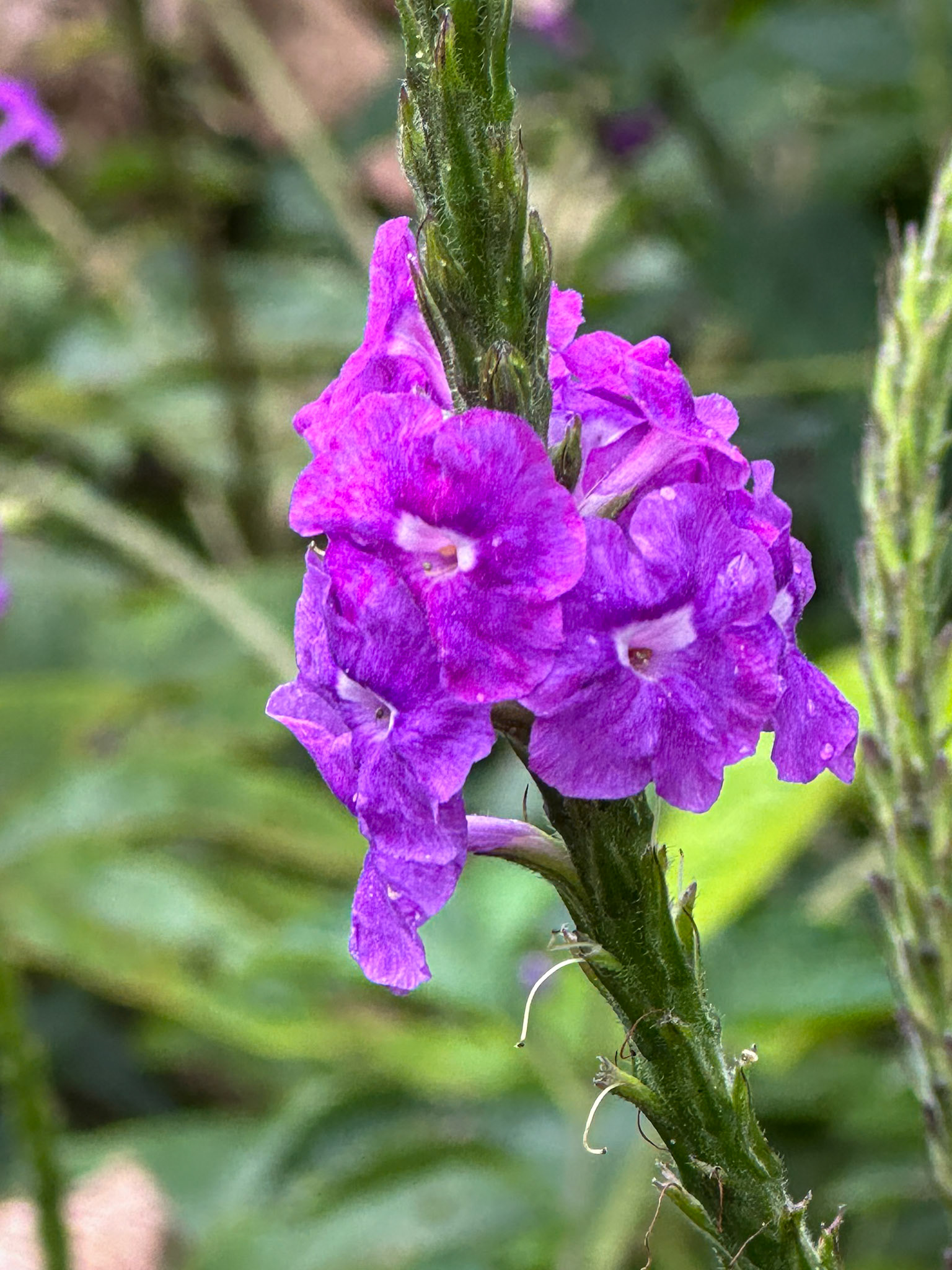 Porterweed (stachytarpheta indica)