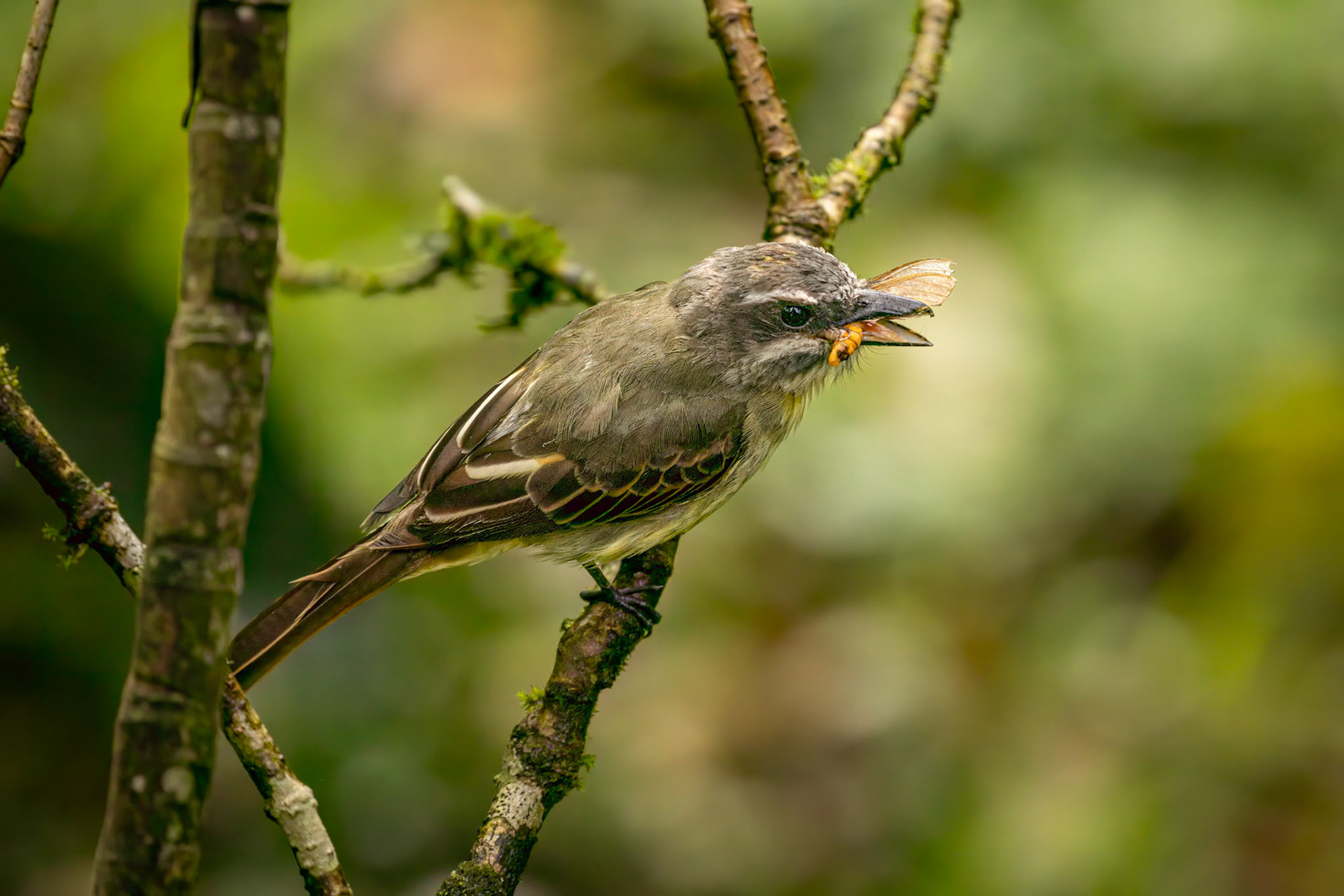 Golden-bellied Flycatcher