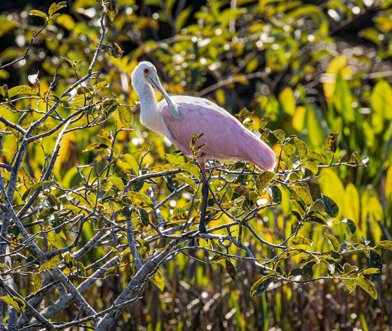 Roseate Spoonbill