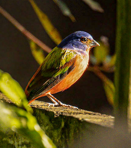 Painted bunting