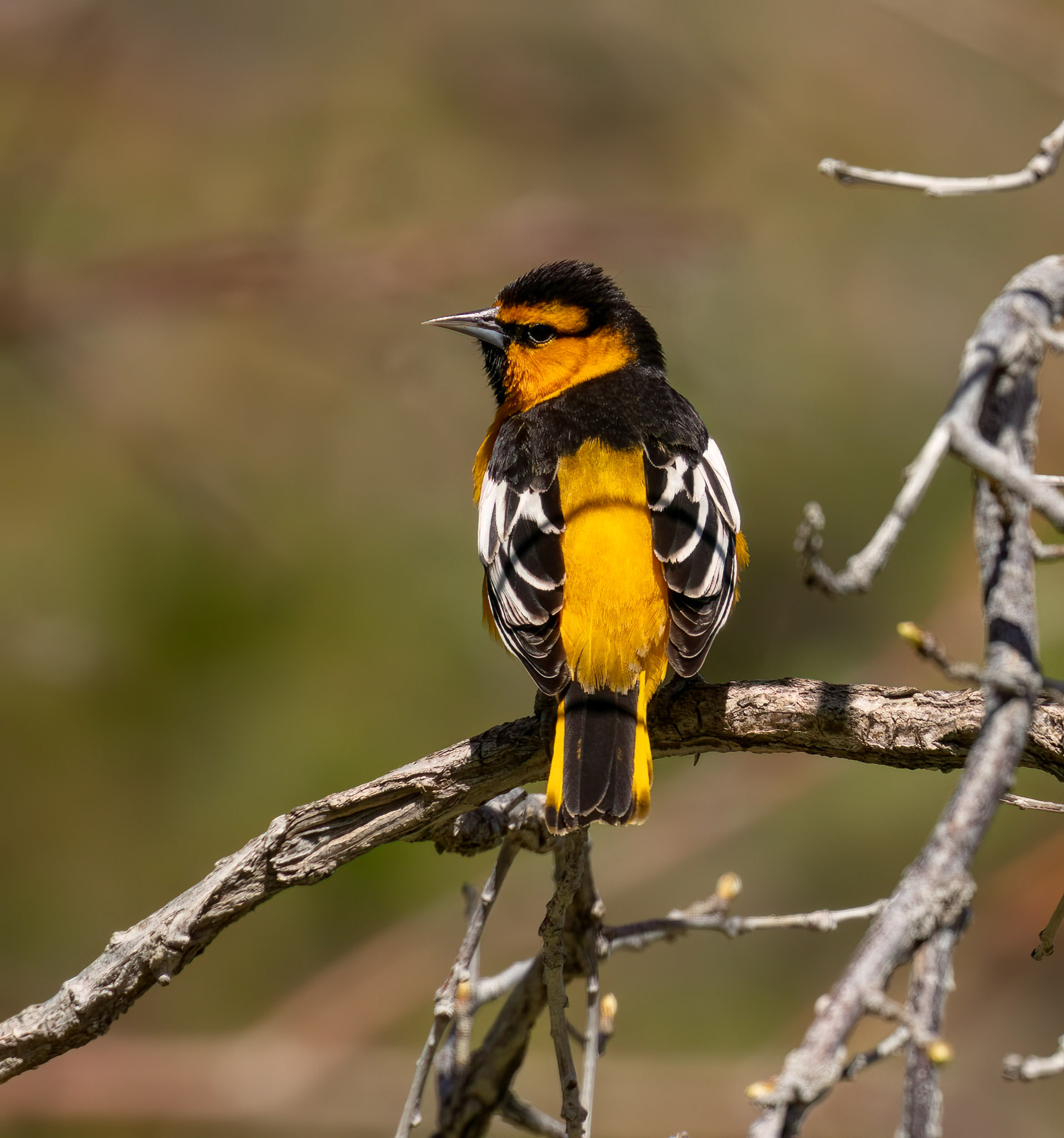 Bullock's Oriole