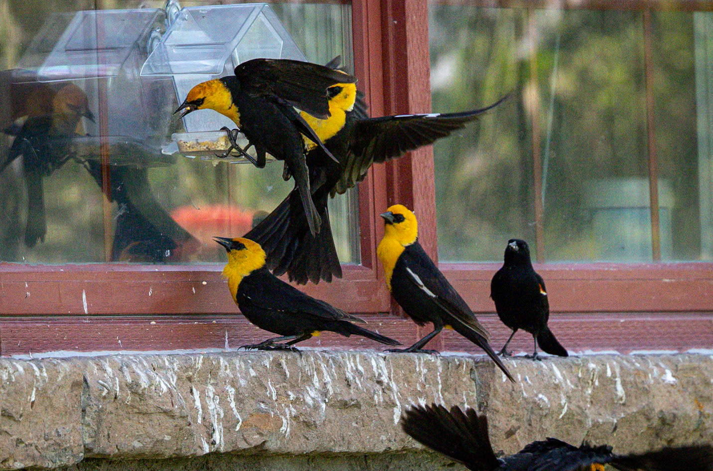 Yellow-headed Blackbirds