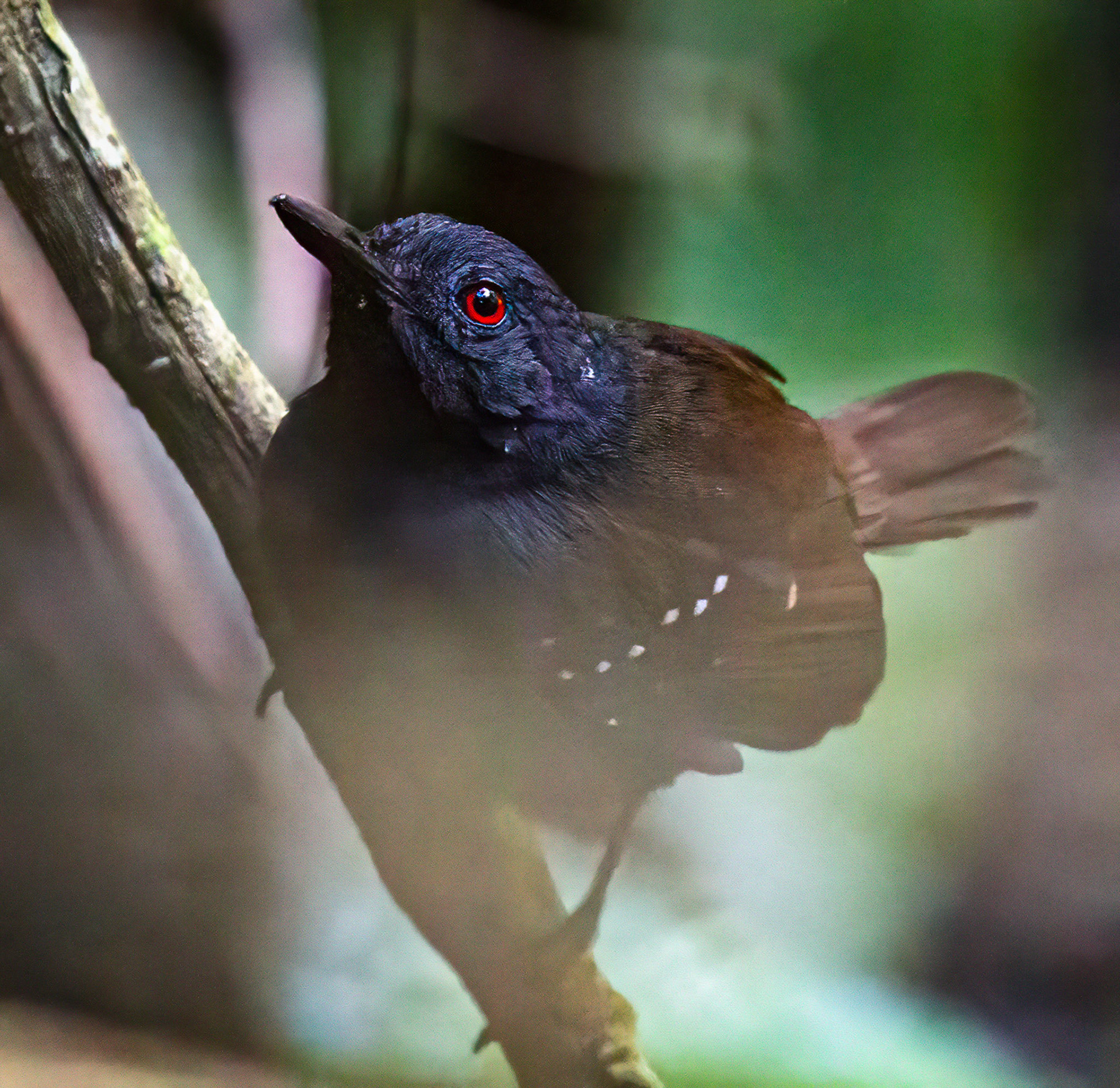 Dull-mantled Antbird
