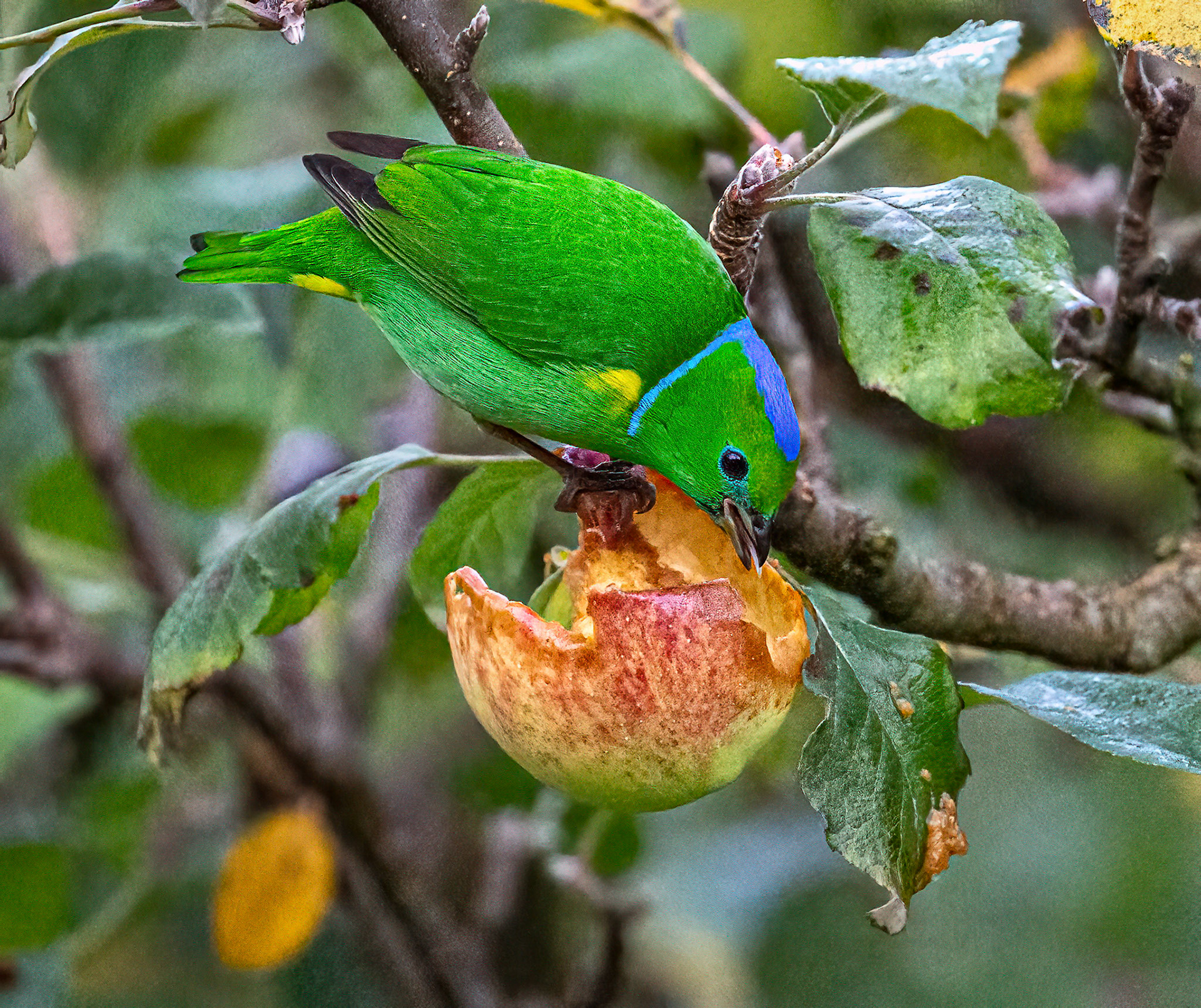 Golden-browed Chlorophonia