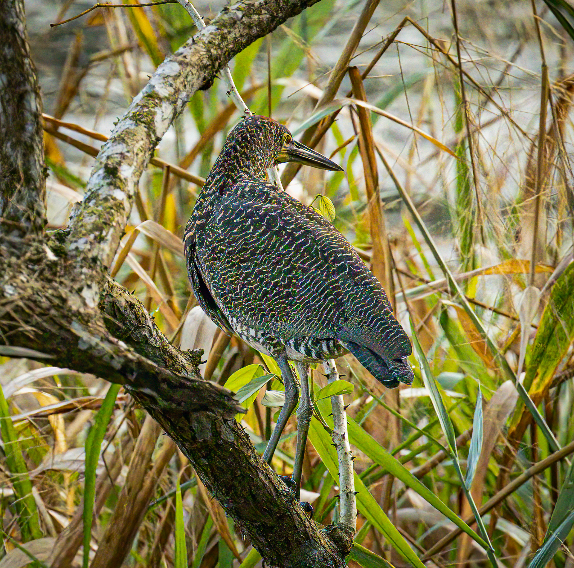 Rufescent Tiger-Heron
