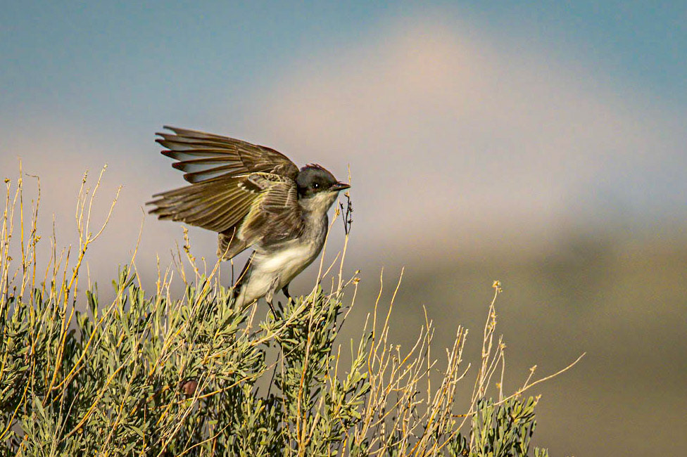 Eastern Kingbird