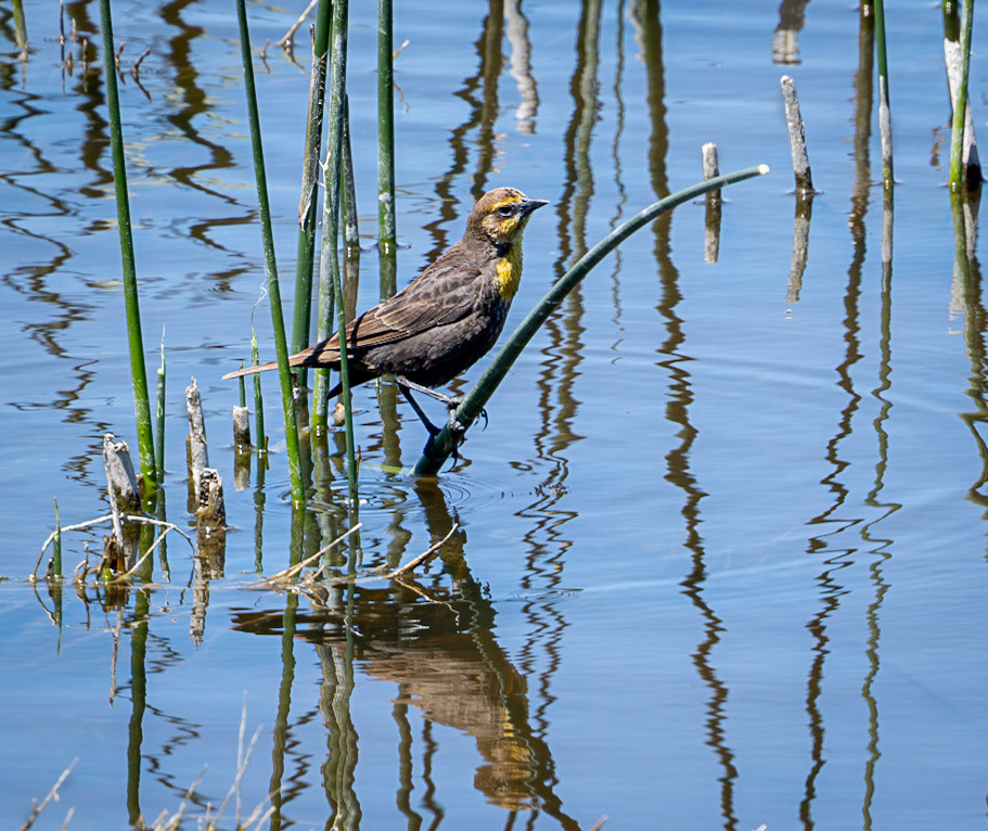 Yellow-headed Blackbird