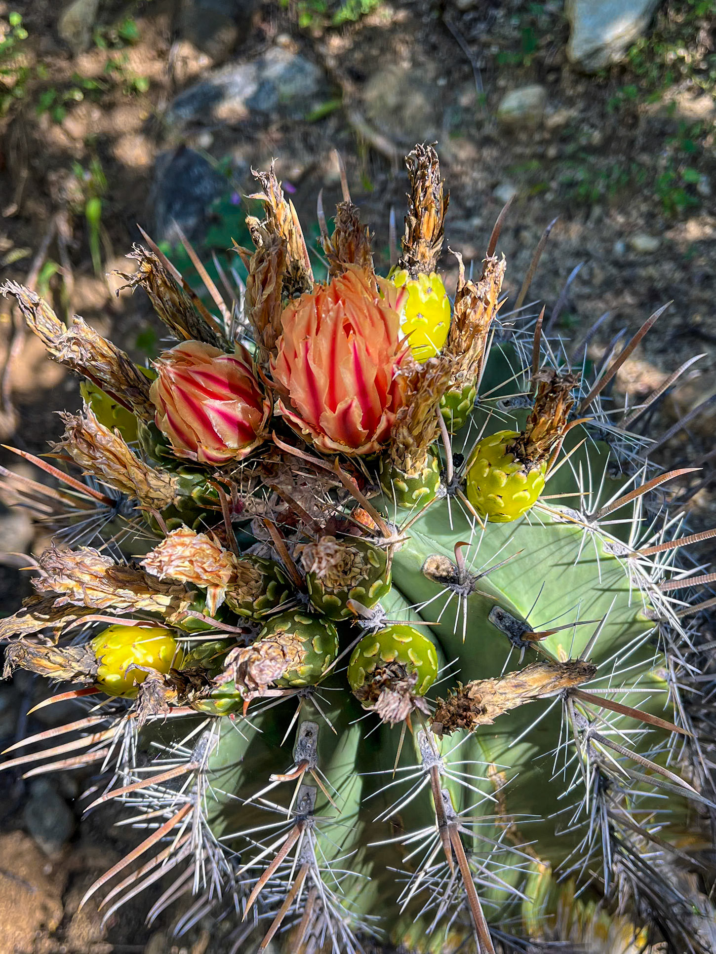 Cactus Flower