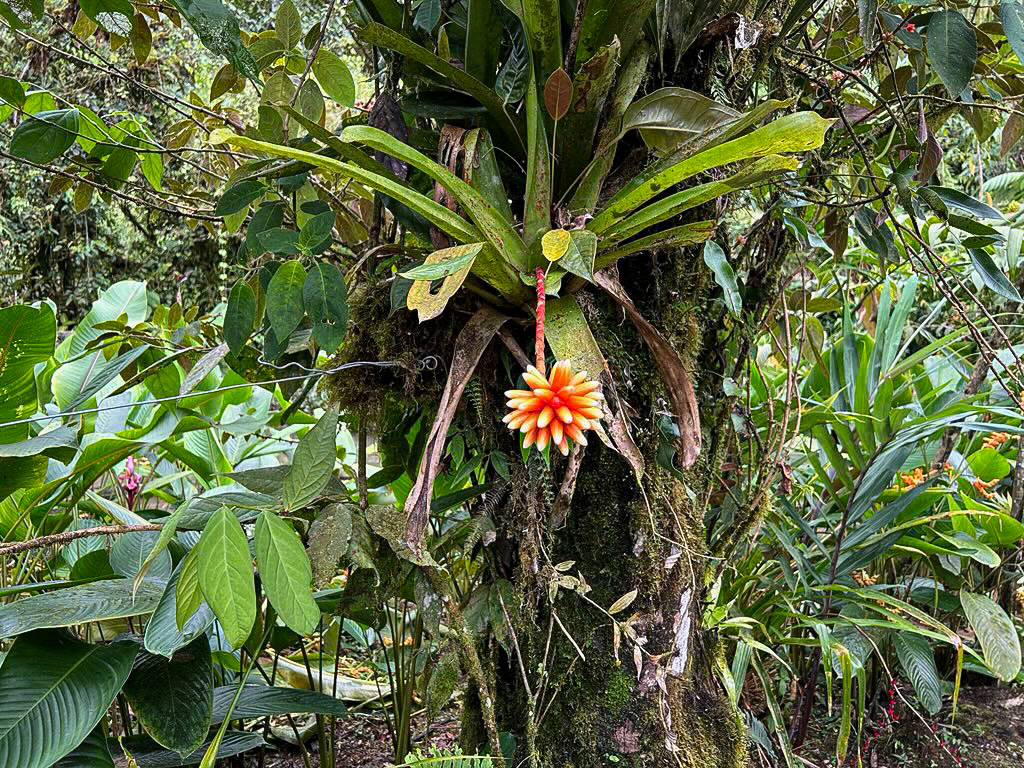 Reserva Mashpi-Amagusa