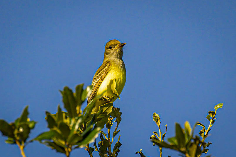 Great-crested Flycatcher,