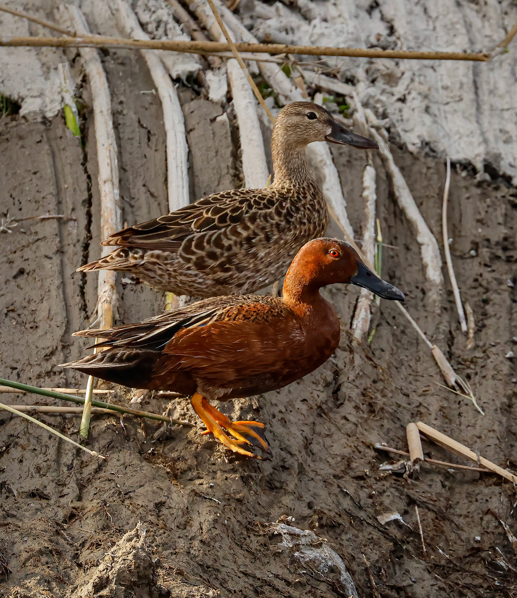 Cinnamon Teal