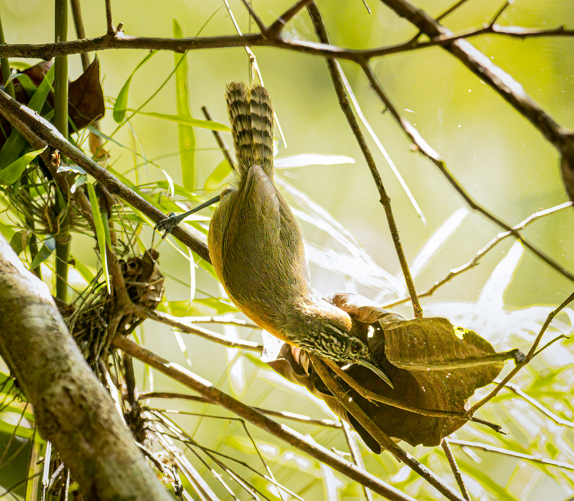 Rufous-breasted Wren