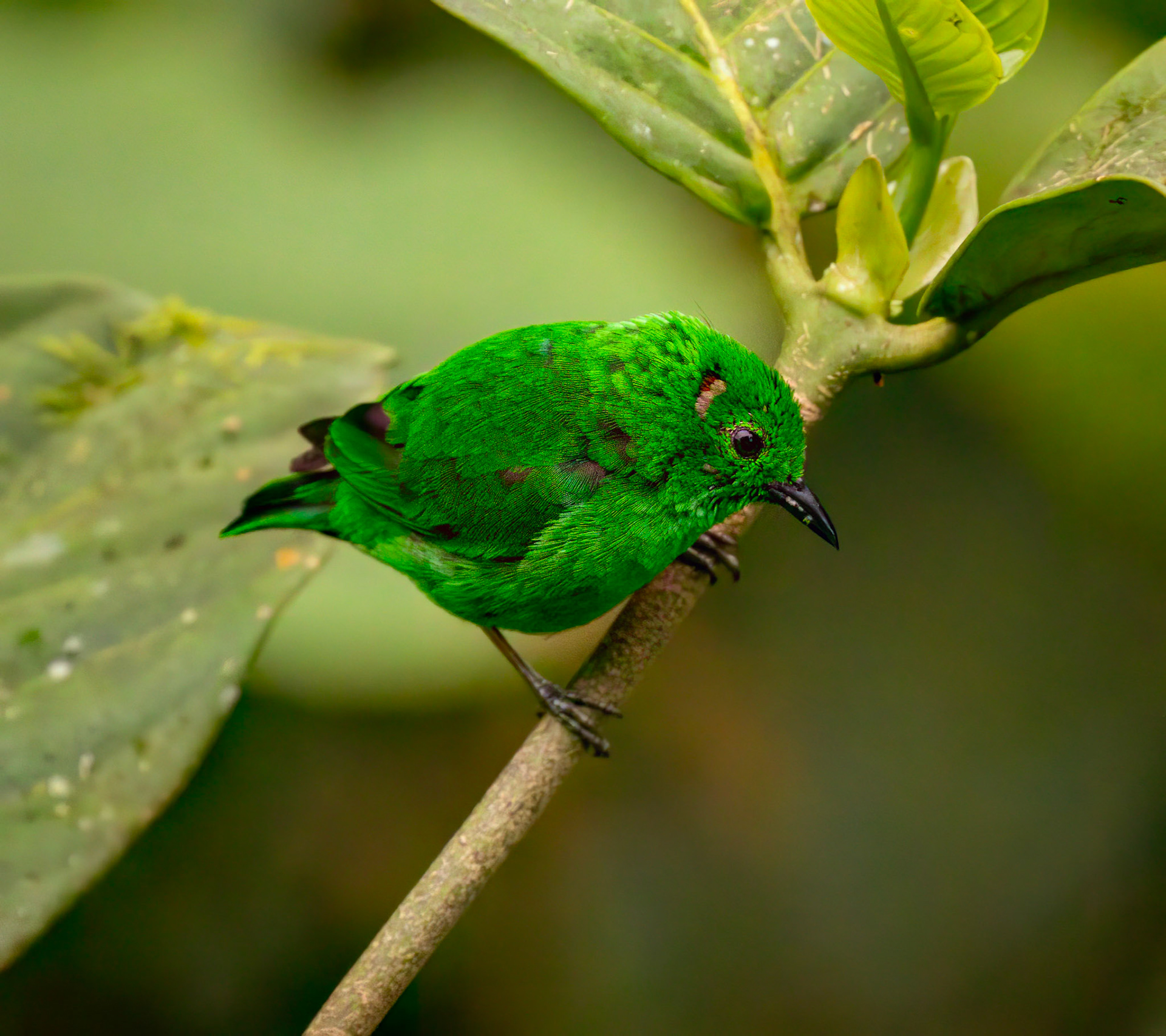 Glistening-green Tanager