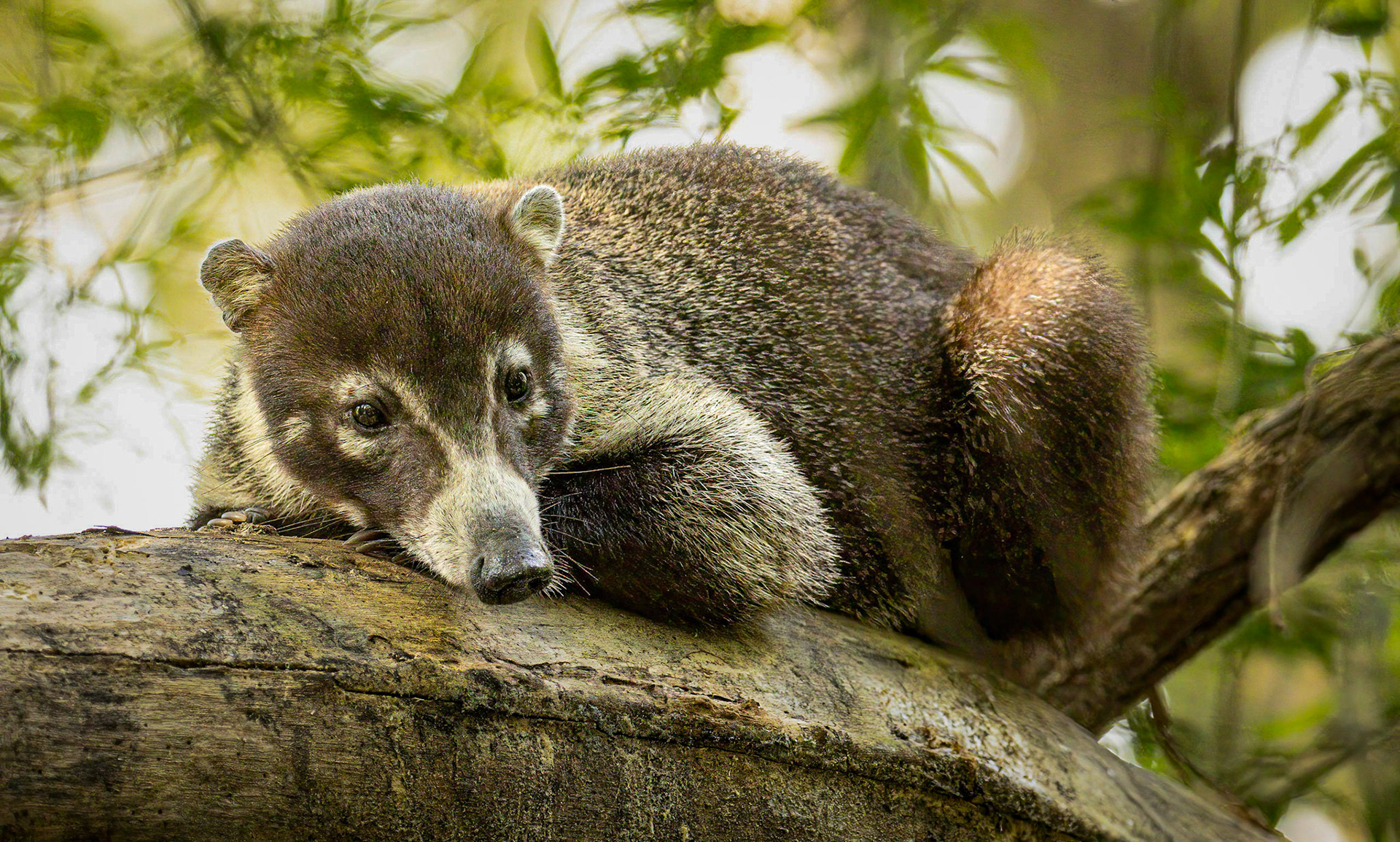 White-faced Coati